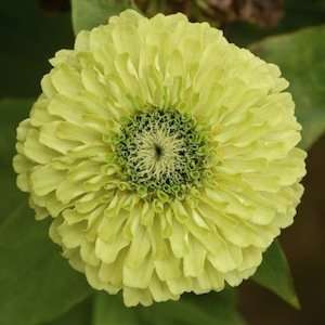 Queen Lime Zinnia Seed Pack Patio, Lawn & Garden