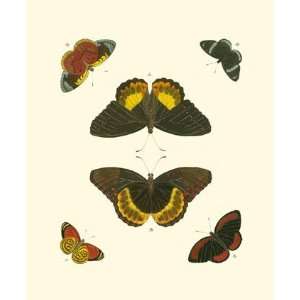 Cramer Butterfly Study I   Poster by Pieter Cramer (7x9)  