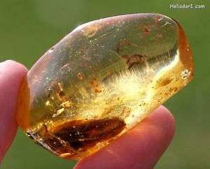 Large Piece Copal Amber With A Large Cockroach Inclusion From Columbia