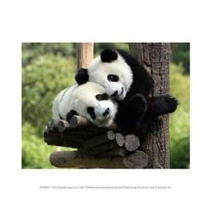 Two Pandas Hug on a Tree 10.00 x 8.00 Poster Print 