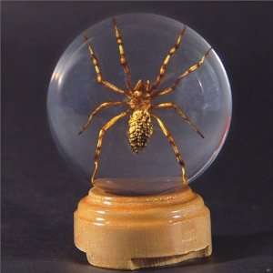   Speldy East GL07 Real Bug Insect Globes small Spider