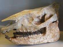 UNPREPARED Subhyracodon Vertebrae Fossil Mammal 30 MYO  