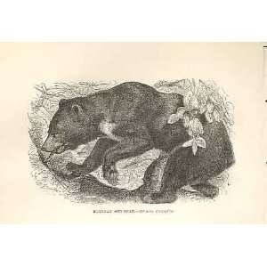  Bornean Sun Bear 1862 WoodS Natural History