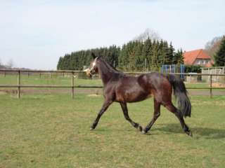 Reitbeteiligung auf deutscher Reitpony Stute in Stuhr in Niedersachsen 