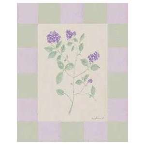  Lavender & Sage IV (Canv)    Print