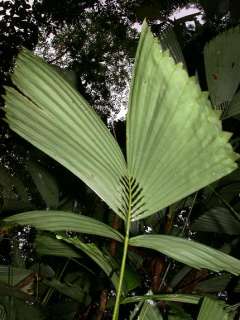 Reinhardtia gracilis   Fensterpalme, seltene Palme, Zimmerpflanze 