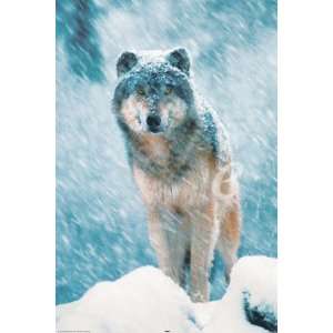 Wölfe   Gray Wolf   Tier Poster Snow Schnee Wölfe Wolf Tiere Animals 