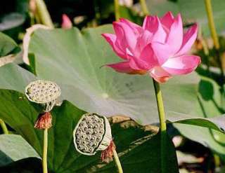 Nelumbo komarovi wilde sibirische Lotus Blume Seerose  
