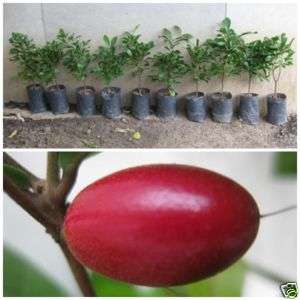 WHOLESALE 10 MIRACLE FRUIT PLANT 15Tall 1.8yrPHYTO+EMS  