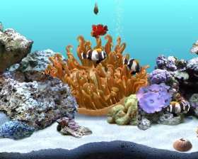 Digifish Clownfish  Software