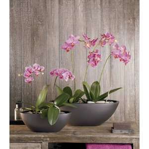 Orchideenschale Zen, 30 cm, anthrazit  Garten