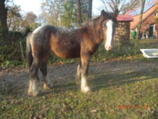 TOP Angebot Irish Cob Junghengst Dark Buckskin Tigerschecke in 