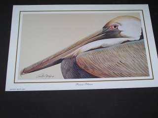 Brown Pelican by Art Lamay  