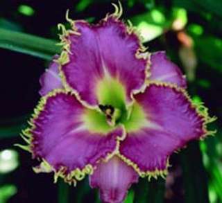 SPINY SEA URCHIN   DF   B1D   Stamile 2004   DAYLILY  