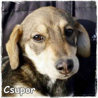 Curpo, ein quirliges hübsches Hundemädel, Dackel Mix Welpe 4 Mte. in 