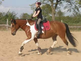 Mobiler Reitunterricht, Beritt, Sally Swift, klassische Reitlehre in 