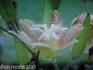 Tricyrtis latifolia   Toad Lily ~ Orchid type flowers  
