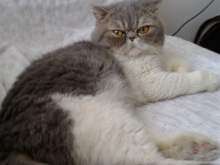 Rocco exotic shorthair persiano cerca fidanzata acco