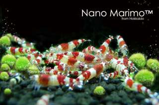   Nano Marimo Ball x 5 Live Aquarium Plant Fish Tank INV