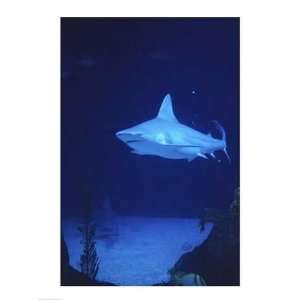  PVT/Superstock SAL8057173 Sandbar Shark Albuquerque Aquarium 
