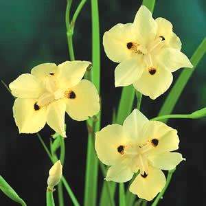 dietes belongs to the iris family genus plants are rhizomatous 
