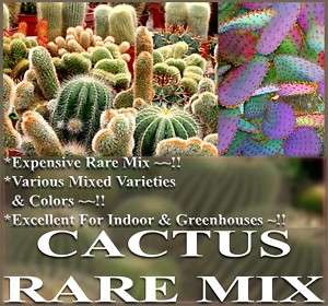 CACTUS Seeds Parodia Melocactus Giganteus Greenhouse MX  