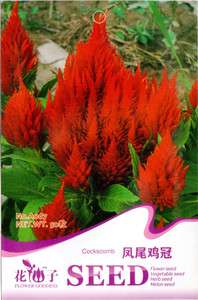 Bag 50 seed Tail Celosia cristata flower SEED A067  