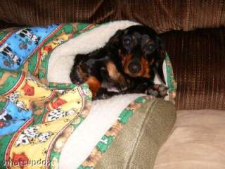 Your Doxies in Our Snuggle Bags items in Whats Up Dox Dachshund 