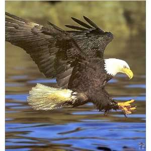  EAGLE 9139 CROSS STITCH CHART