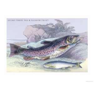   Trout Giclee Poster Print by Robert Hamilton, 12x16