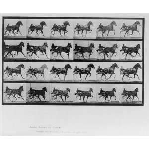   Locomotion. Plate 613,Harness racehorse in motion,Eadweard Muybridge