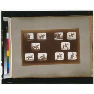   ,motion,series,movements,Eadweard Muybridge,CA,c1881