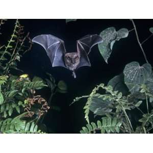  Short Tailed Leaf Nosed Bat (Carollia Perspicillata 