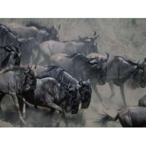  Wildebeest Herd Migration, Banks of Telek River, Masai 