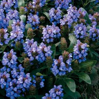 Bella Blue Self Heal   4 Plants   Prunella  