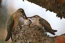 female Calliope Hummingbird feeding fully grown chicks
