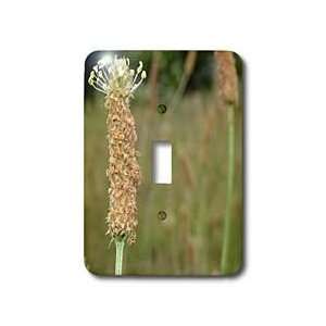 Patricia Sanders Flowers   early summer flower   Light Switch Covers 