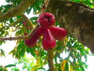   to the fact that the reddish fruit the tastes and looks like apples