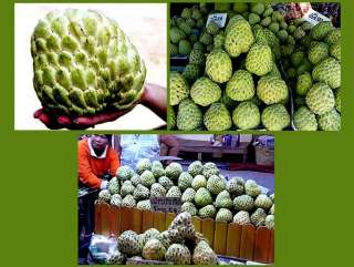   Pakchong Giant fruit, plant size 45 50 cm. heigh, 1 Plant(Grafting