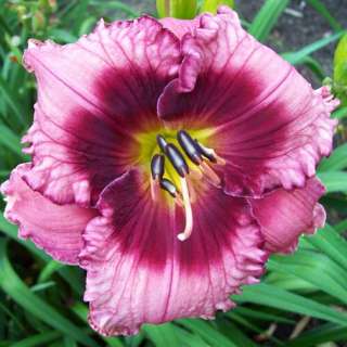 PHOEBE LOU   DF   B10D   Selman 2010   DAYLILY  