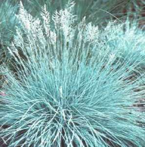 ORNAMENTAL GRASS~`~Ground Cover Blue Fescue ~Perennial~`~25 seeds+ 