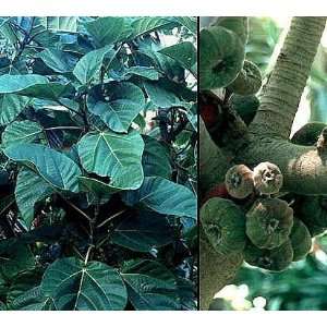  Elephant Ear Fig Tree 10 Seeds   Ficus auriculata Patio 