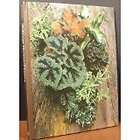 Foliage House plants by Time Life Books Encyclopedia of Gardening 