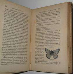 INSECTS 1859,FIRST EDITION butterfly.Natural History  