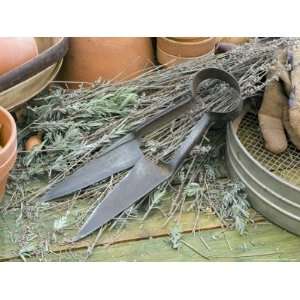 Topiary Shears, Gardening Gloves and Terracotta Pots on Potting Bench 