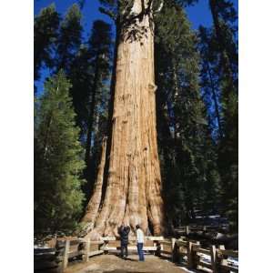  Tourists Dwarfed by the General Sherman Sequoia Tree 