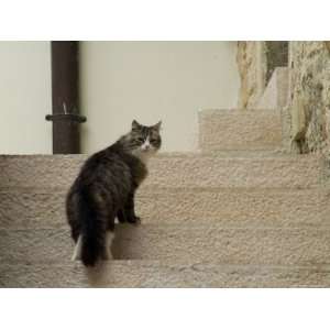 Cat on a Staircase Looking Back at the Camera, Asolo, Italy Stretched 