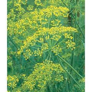  Herb, Dill Bouquet Organic 1 Pkt. (900 seeds) Patio, Lawn 