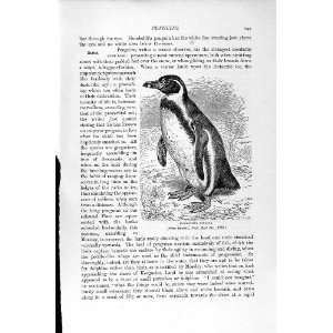   Natural History 1895 Humboldt Penguin Bird Old Print