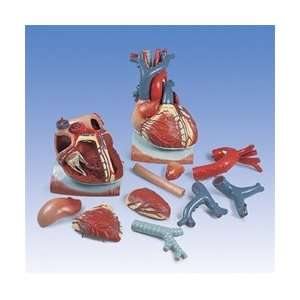 Heart Anatomy on Diaphragm Model, 3 times life size, 10 part model 